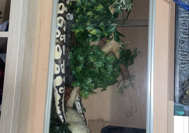 5 year old male snake and enclosure for sale (full setup)