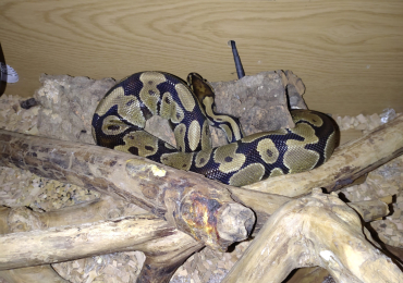 Royal python and vivarium