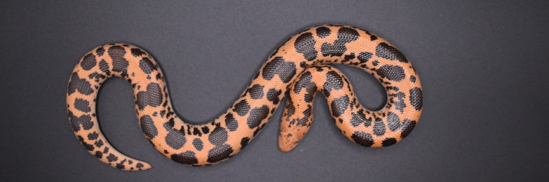 Pure Dodoma Kenyan Sand Boa