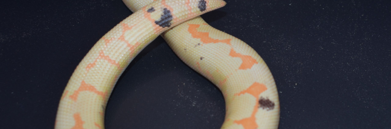 Paradox Albino