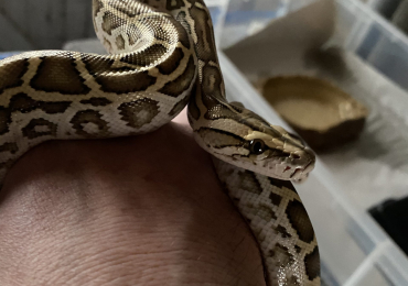Baby male Hypo Burmese Python