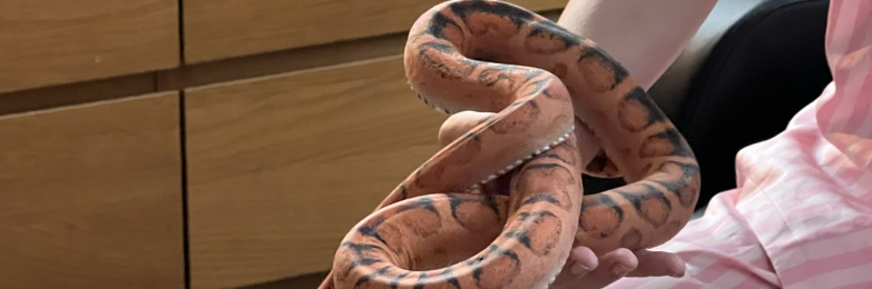Scaleless corn snake and full enclosure with lighting and heat setup