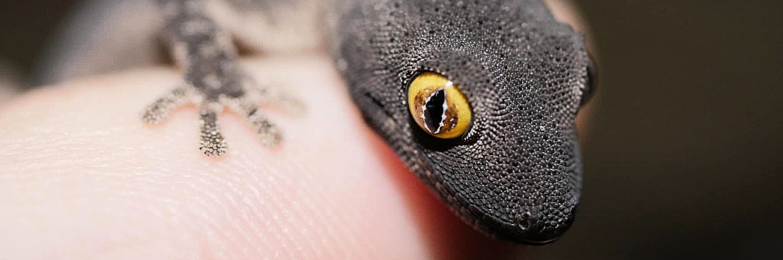 Strophurus spinigerus spinigerus