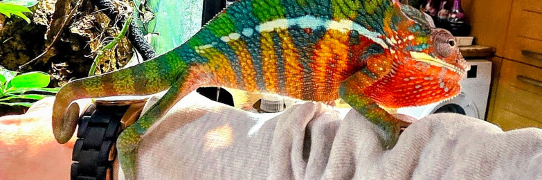 Ambilobe Panther Chameleon PAIR