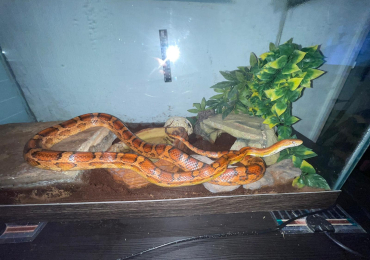 5.5  foot corn snake