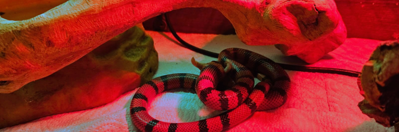 3 yr old female Honduran milk snake