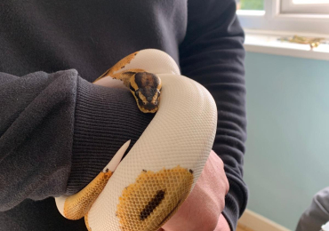 Female Pastel Pied Royal Python