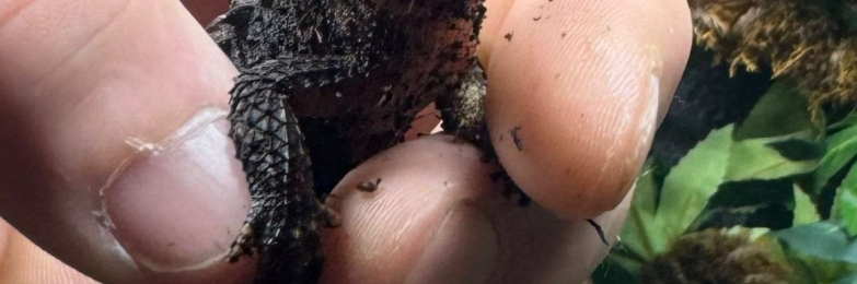 2 Female Crocodile Skinks for Sale