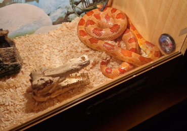 Corn snake with tank ect