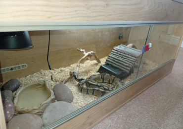 Royal python and viv
