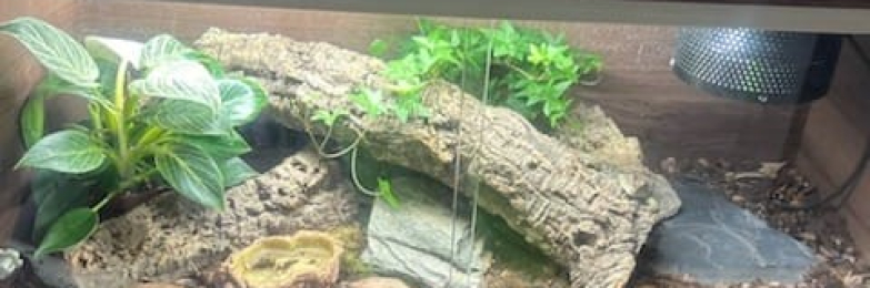 Jewelled lacerta pair for Sale with viv