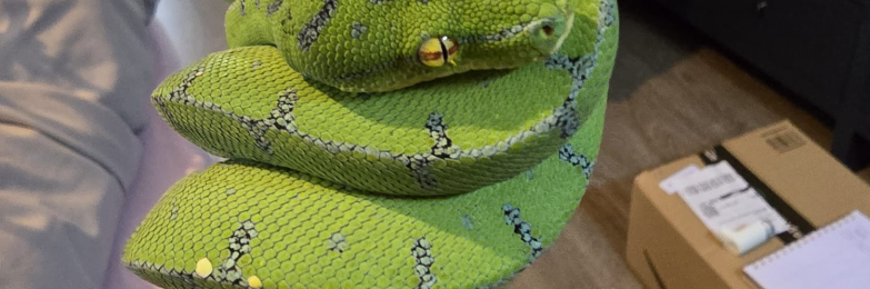 Green tree python
