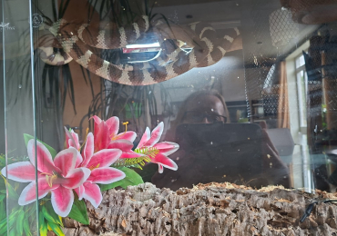 Californian King Snake