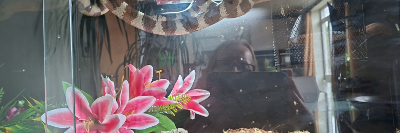 Californian King Snake