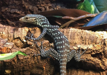 Blue tree monitor lizard for sale