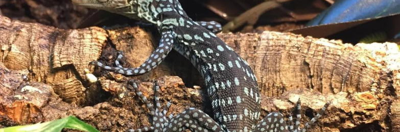 Blue tree monitor lizard for sale