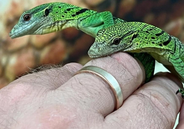 Green tree monitor for sale