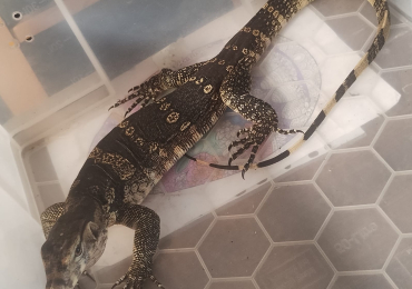 Asian water monitor