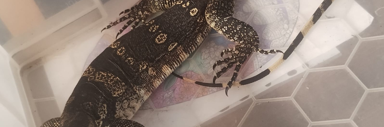 Asian water monitor