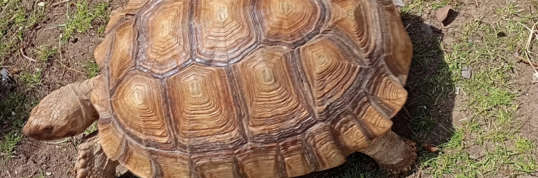 Sulcata tortoise