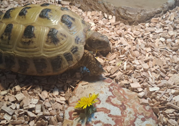 Horsefield Tortoise