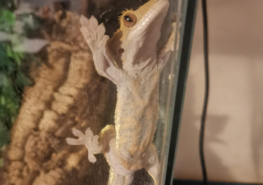Crested gecko with setup