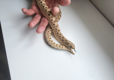 Hognose- het snow