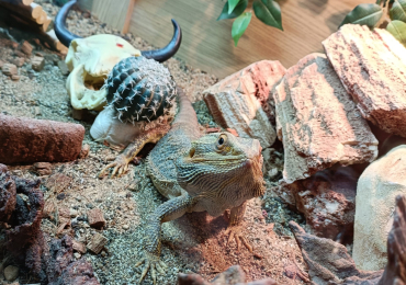 Bearded dragon and full set up