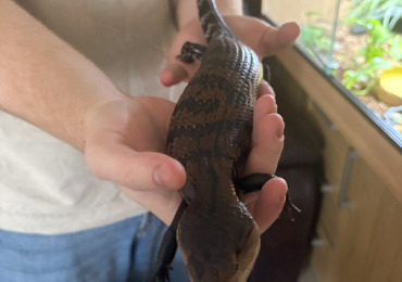 Skink with Viv and accessories