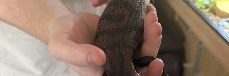Skink with Viv and accessories