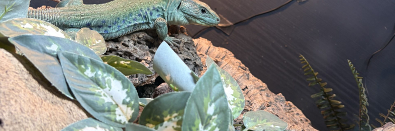 Jewelled lacerta