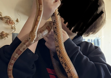 Male corn snake and vivarium for sale