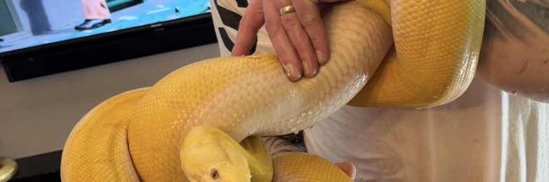 Female Lavender sun fire motley reticulated python