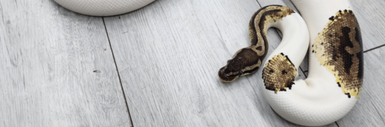 Male Pied royal python plus 3ft vivarium