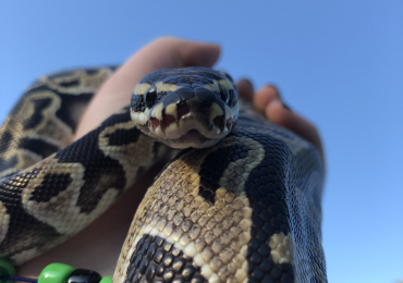 Male Ball Python for Sale