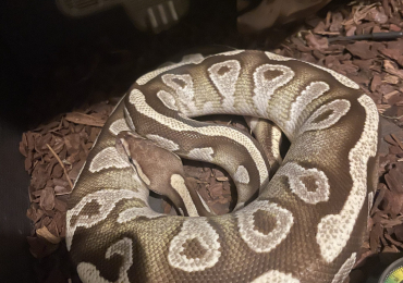 Ball python