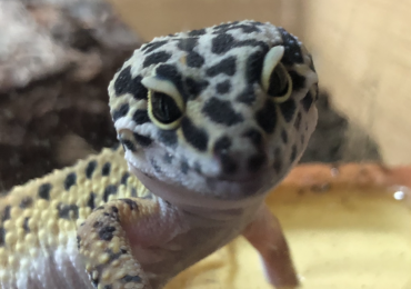 Female leopard gecko