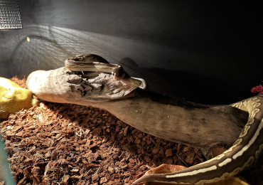 Baby Female Ball Python