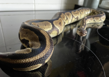 Ball Python