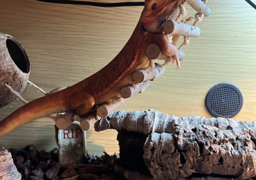 Translucent leatherback male bearded dragon for sale