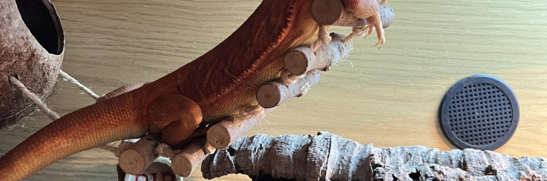 Translucent leatherback male bearded dragon for sale