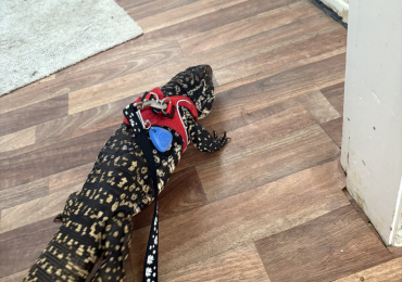 Black and white tegu