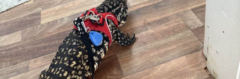 Black and white tegu