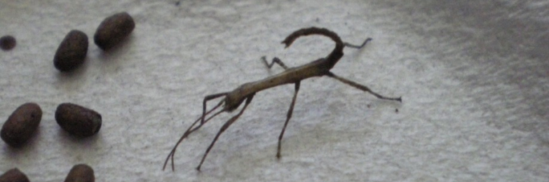 Indian stick insect eggs and nymphs