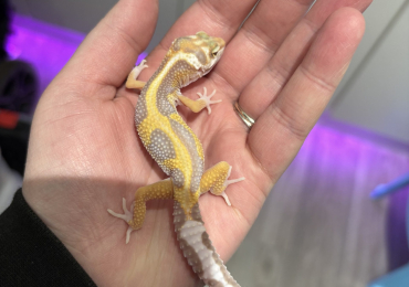 2 x CB24 Jungle Albino Leopard Gecko babies AVAILABLE NOW