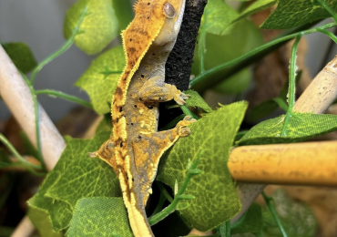 1 x Male Harlequin Dalmatian Crested Gecko