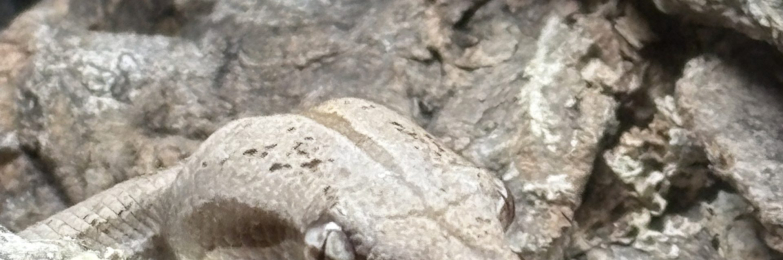 Male hog island boa