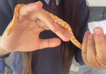 6 month old corn snake with everything he needs