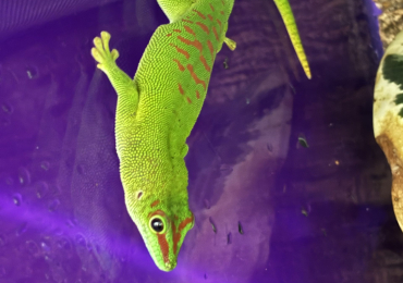 1 x Madagascan Giant Day Gecko