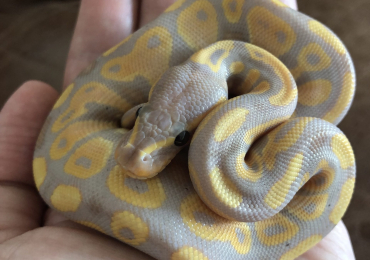 Hatching ball pythons